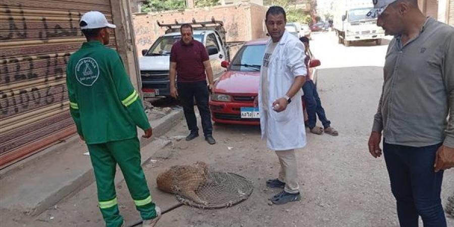محافظ الدقهلية يكثف حملات مكافحة الكلاب الضالة بحي غرب المنصورة