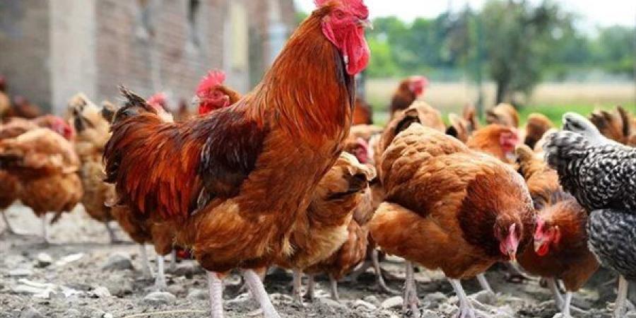 ارتفاع أسعار الفراخ في الأسواق (آخر تحديث)