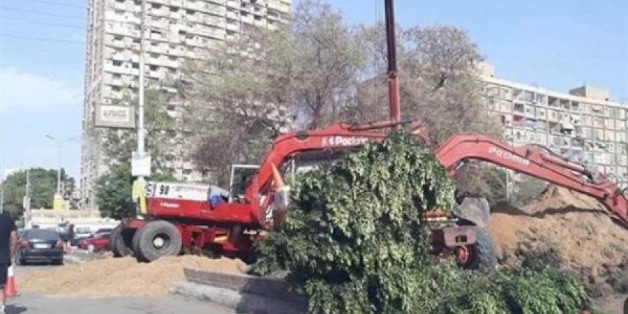 قطع الأشجار وتراجع المساحات الخضراء في تحرك برلماني أمام النواب
